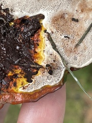 Mycetophagus punctatus