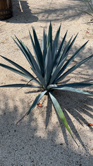 Agave tequilana