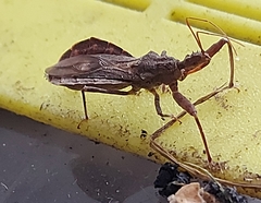 Acholla multispinosa