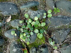 Pyrrosia eleagnifolia