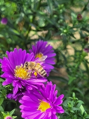 Apis mellifera