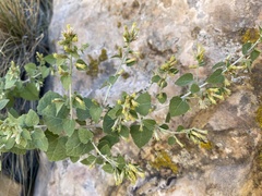 Brickellia californica