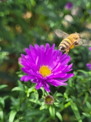 Apis mellifera