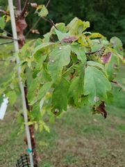 Acer griseum