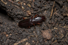 Stenomorphus