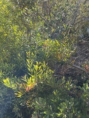 Acacia