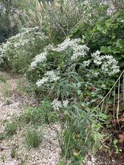 Eupatorium serotinum