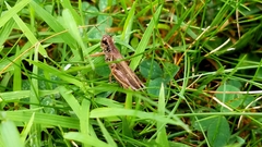 Melanoplus keeleri luridus