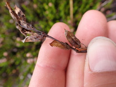 Pedicularis ornithorhynchos