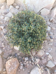 Euphorbia fendleri