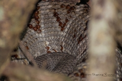 Crotalus tzabcan