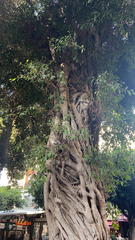 Ficus