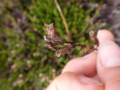 Pedicularis ornithorhynchos