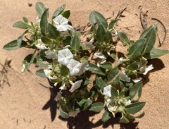 Euploca convolvulacea