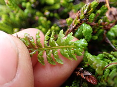 Pedicularis ornithorhynchos