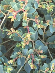 Euphorbia fendleri