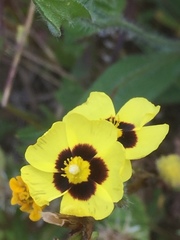 Tuberaria guttata