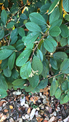 Cotoneaster coriaceus