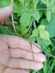 Lestes virens vestalis