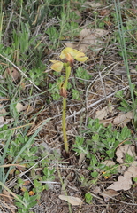 Ophrys fusca