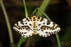 Abraxas grossulariata