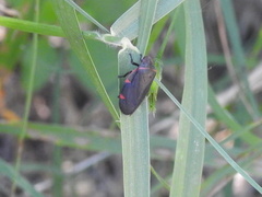 Prosapia ignifera