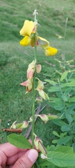 Crotalaria retusa