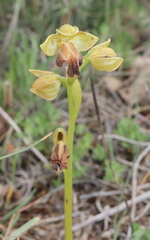 Ophrys fusca