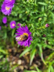 Apis mellifera