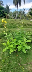 Crotalaria retusa