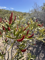 Colliguaja integerrima