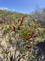 Colliguaja integerrima