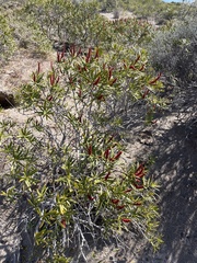 Colliguaja integerrima