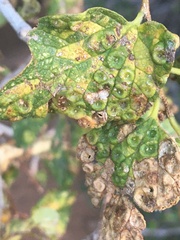 Pachypsylla celtidismamma