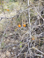 Celtis pallida