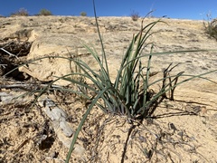 Tradescantia occidentalis