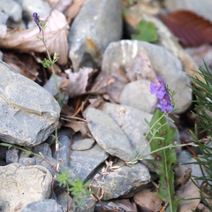 Linaria alpina alpina