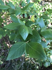 Vaccinium corymbosum