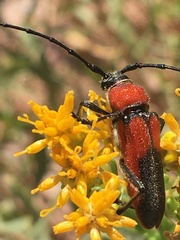 Crossidius coralinus