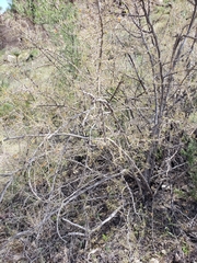 Celtis pallida