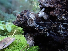 Entoloma byssisedum