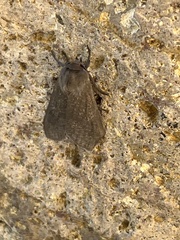 Phaegopterina