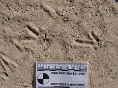 Callipepla californica