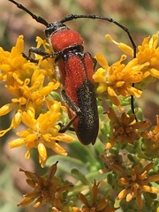 Crossidius coralinus