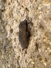 Phaegopterina