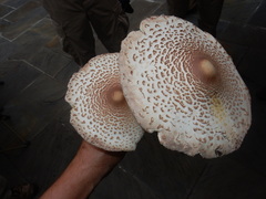 Leucoagaricus americanus image