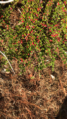 Cotoneaster horizontalis