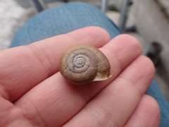Campylaea illyrica