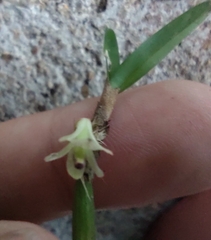 Scaphyglottis