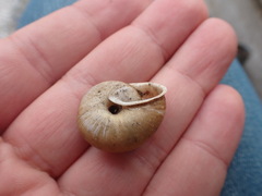Campylaea illyrica